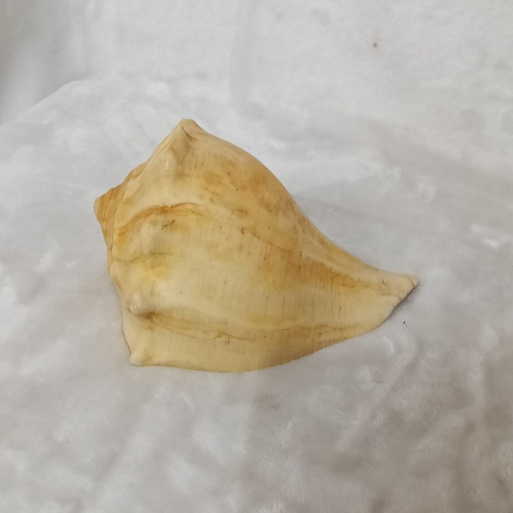 6.5" Large Knobbed Whelk Sea Shell Natural Conch Beach Nautical Coastal Decor